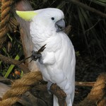 parrot