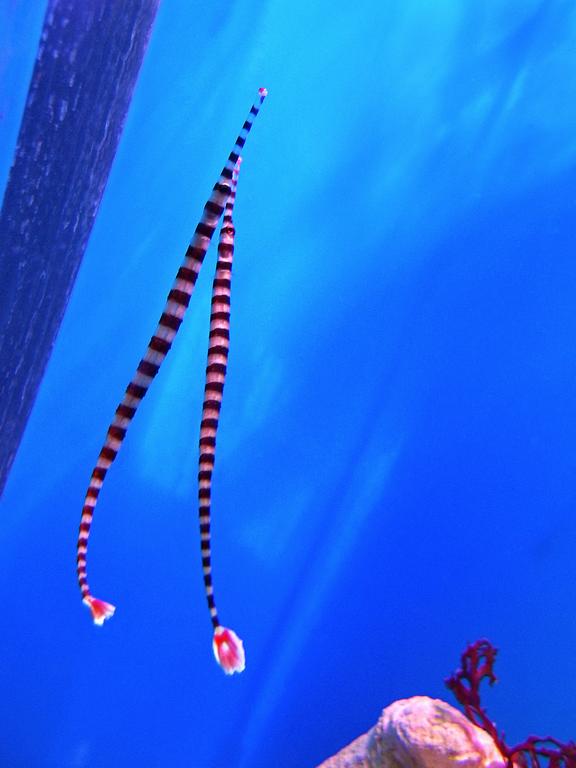 a pair of Banded Pipefish (Doryrhamphus dactyliophorus) inside the Florida Aquarium at Tampa