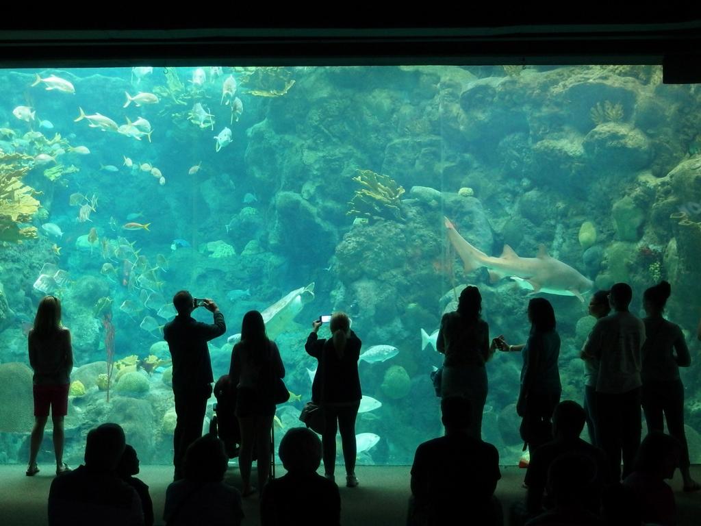 visitors watch and take photos of a fishtank inside The Florida Aquarium at Tampa