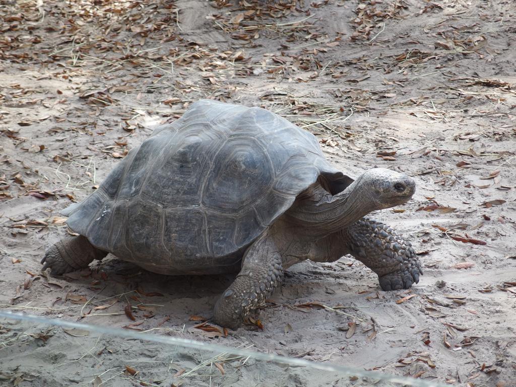 Galapagos Tortise (Chelonoidis nigra) at Lowry Park Zoo in Tampa, Florida