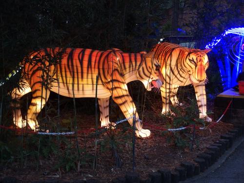 tigers in the Zoominations special exhibit at Lowry Park Zoo in Tampa, Florida