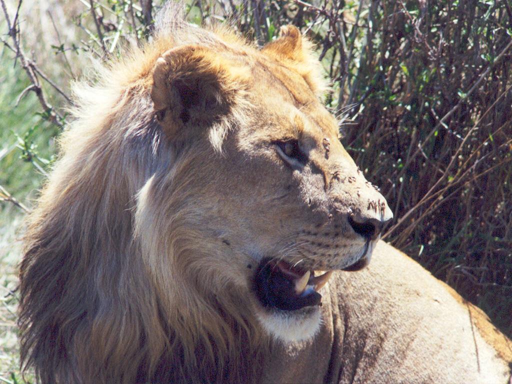 portrait of an obliging lion at Serengeti National Park in Tanzania