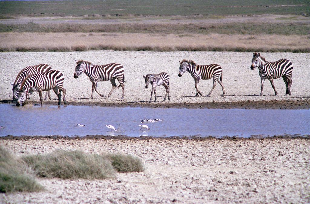 a family group of zebras approaches a waterhole at Serengeti National Park in Tanzania