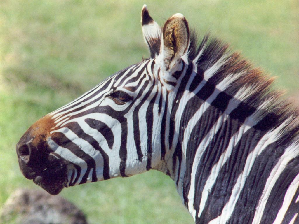 portrait of an obliging zebra at Ngorongoro Crater in Tanzania