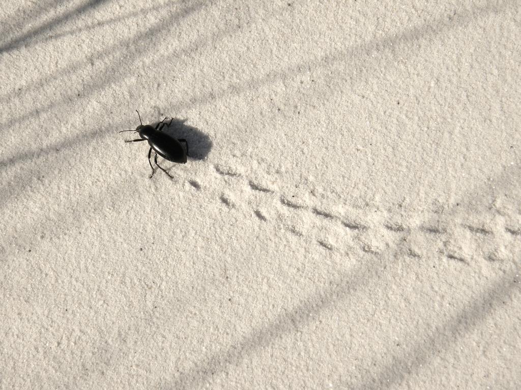 a desert bug making tracks across the gypsum sand at White Sands National Monument in New Mexico